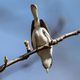 A bird. What’s the deal with it?